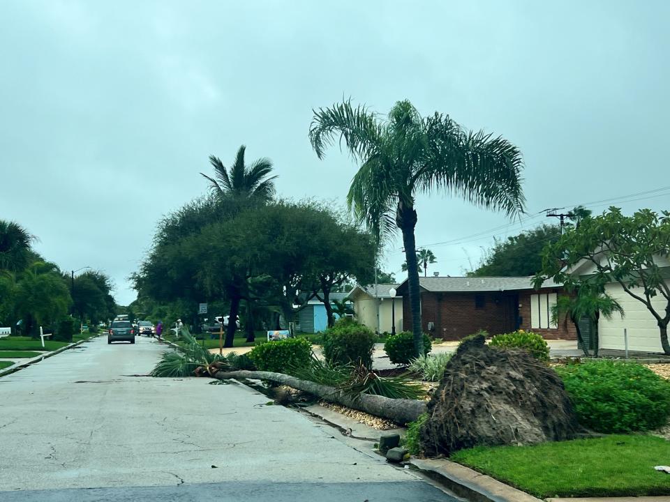 A down palm tree lies by the side of Harbor Drive in the Harbor Heights neighborhood of Cape Canaveral. Photo courtesy of Wes Morrison.