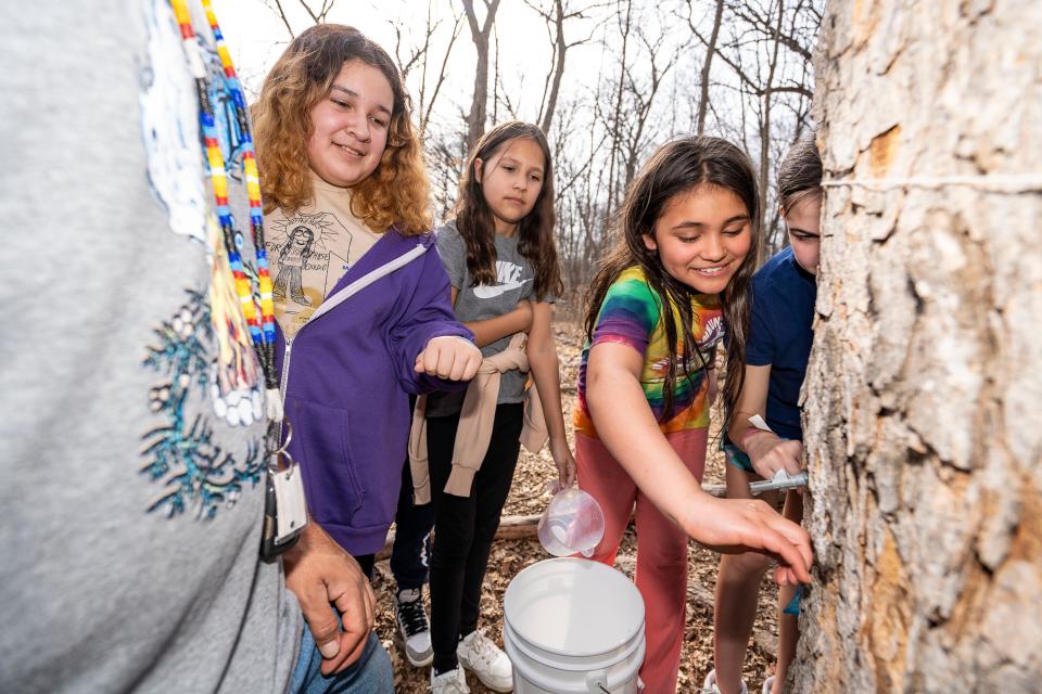 Waazakone OzaaWigwan, 11, a fifth-grade student at the Indian Community School in Franklin, learns how to tap a maple tree to collect sap in the Wehr Nature Preserve on Feb. 27, 2024.