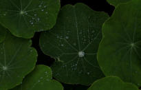 Rainwater gathers on plants in Cape Town, South Africa, August 30, 2017. Despite some winter rainfall dams are running dangerously low following the worst drought in a century in the region. The city has imposed severe water restrictions in an attempt to avert a major water crisis. REUTERS/Mike Hutchings