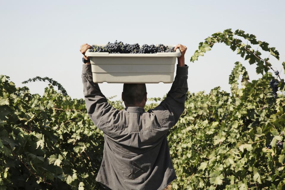 <p><strong>Nº 6 empleo peor pagado: Trabajador agrícola</strong><br>Promedio de salario por hora a tiempo completo: 13,10 dólares<br>(Maguey Images/Getty Images) </p>