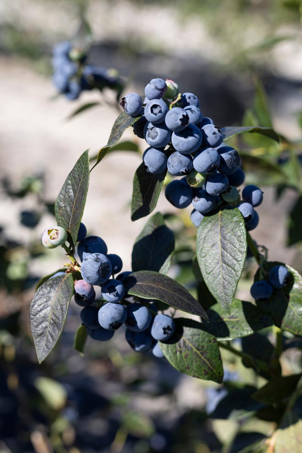 Blueberries are a low-maintenance fruit that can be grown in the ground or in containers.