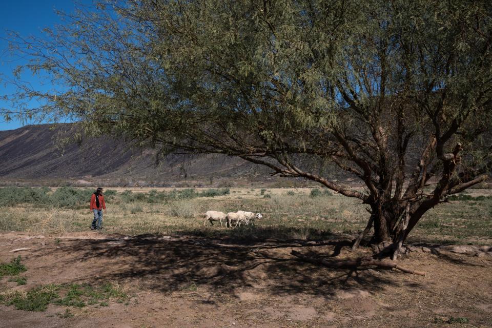 Sheep graze on Feb. 20, 2023, on Dax Hansen’s Oatman Flats Ranch in Dateland, Ariz.
