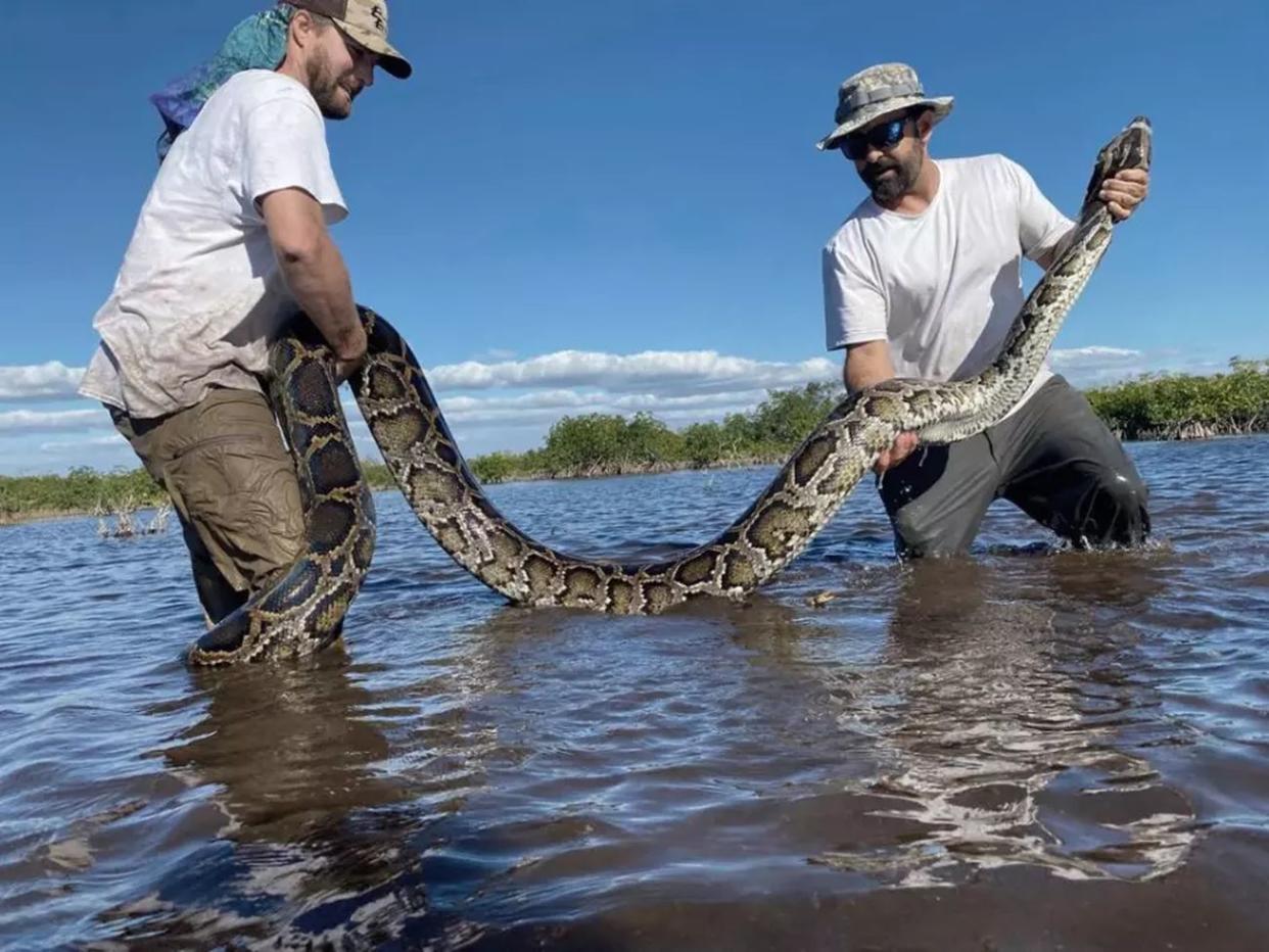 Una gran pitón birmana hembra capturada en los manglares del suroeste de Florida | Imagen Conservancy of Southwest Florida