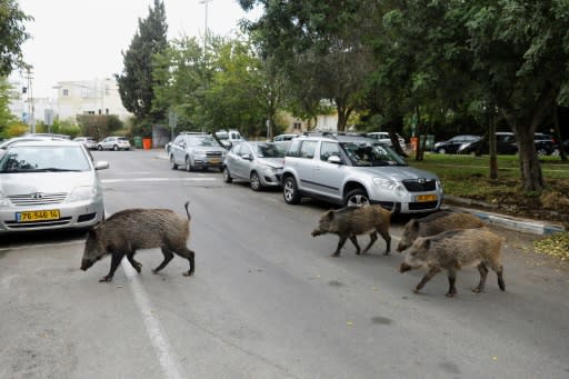 Dozens of wild boars have taken up residence in northern Israel's coastal city of Haifa since the city banned culling them