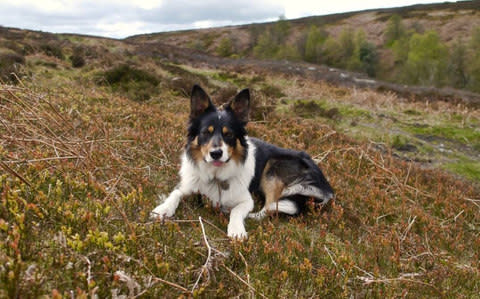 Scout passed his test with flying colours - Credit: Woodland Mountain Rescue Team