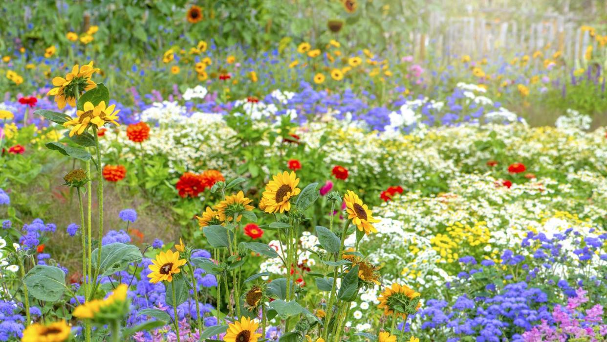 types of wildflowers