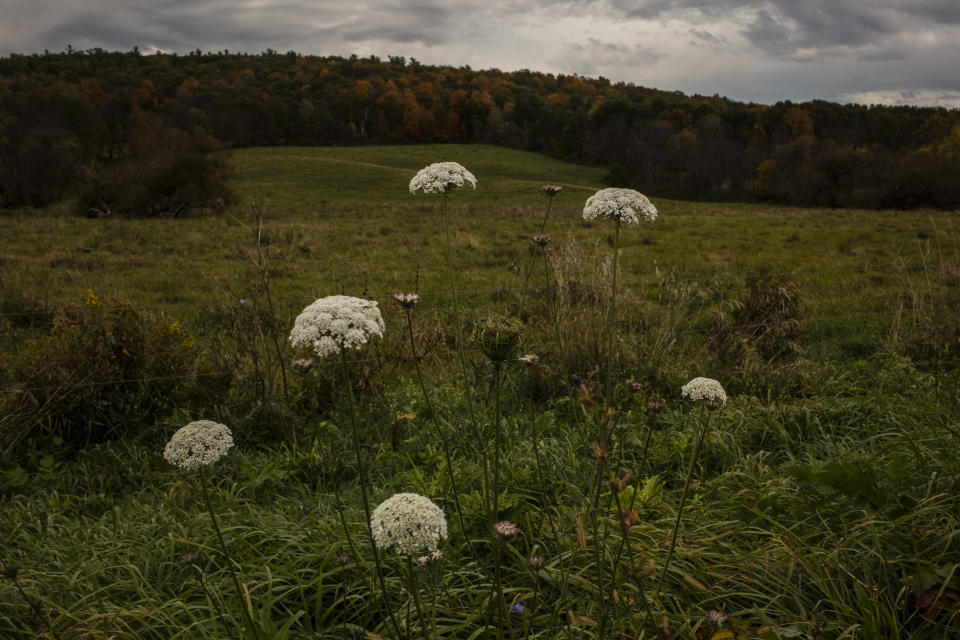 Flores silvestres en un campo donde Hecate Energy propuso construir una granja solar, antes de reducir los planes ante la oposición local, en Copake, Nueva York, el 21 de octubre de 2021. (Bryan Anselm / The New York Times)
