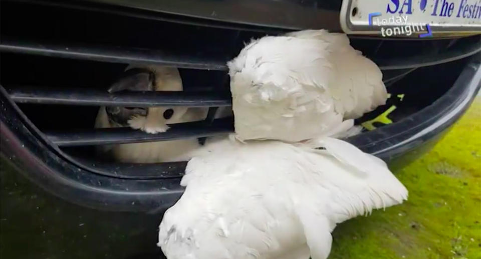 The cockatoo stuck in the grille of a car in South Australia en route to Hahndorf. Source: Today Tonight