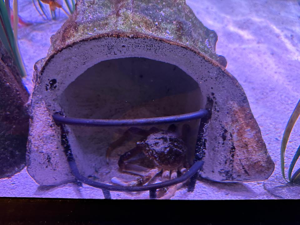 Officials with the Sea Life Aquarium at the American Dream mall will name its nine-spined spider crab after the winning quarterback at this year's Super Bowl.