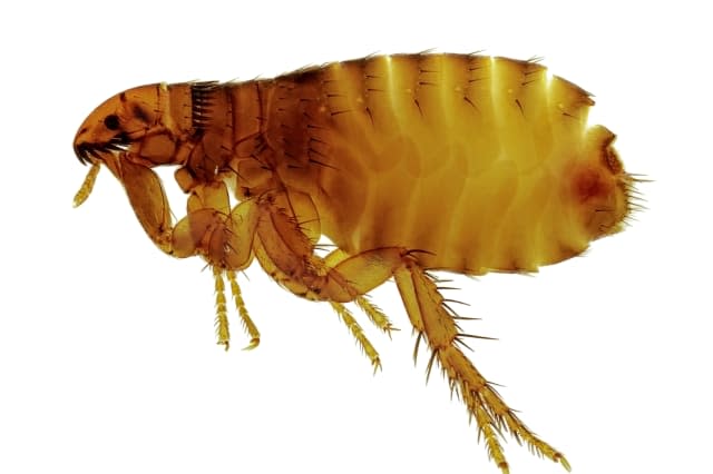 Super fleas with big penises to invade UK homes