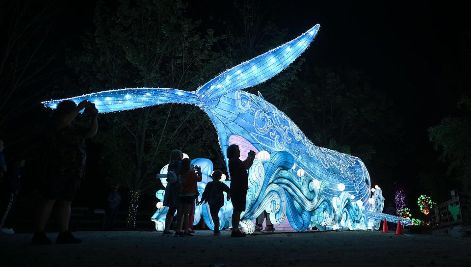 Visitors capture photographs of a lantern exhibit in the shape of a whale during opening night at the "Festival of Illumination: World of Lights!"  a new  lantern festival at Southwick's Zoo in Mendon, Sept. 23, 2021.  LED-powered lanterns in the shape of animals and flowers will be  illuminating paths on the grounds of the zoo until Jan. 2.
