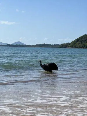 The towering creature shocked visitors at the Bingil Bay campground when it rose from the water, before eventually leaving the area on its own. / Credit: Queensland Government