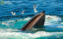 Whale watching near Provincetown, Massachusetts. (Photo and caption Courtesy Gerold Guggenbuehl / National Geographic Your Shot) <br> <br> <a href="http://ngm.nationalgeographic.com/your-shot/weekly-wrapper" rel="nofollow noopener" target="_blank" data-ylk="slk:Click here;elm:context_link;itc:0;sec:content-canvas" class="link ">Click here</a> for more photos from National Geographic Your Shot.