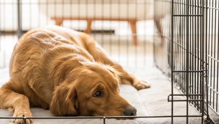 Is It OK to Crate Your Dog for an Extended Period of Time?