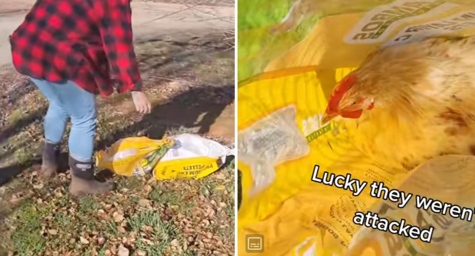 A photo of two chicken feeds bags being found on a driveway in Batlow, Snowy Mountains NSW. Another photo of a bag opened, with a rooster sitting inside. 