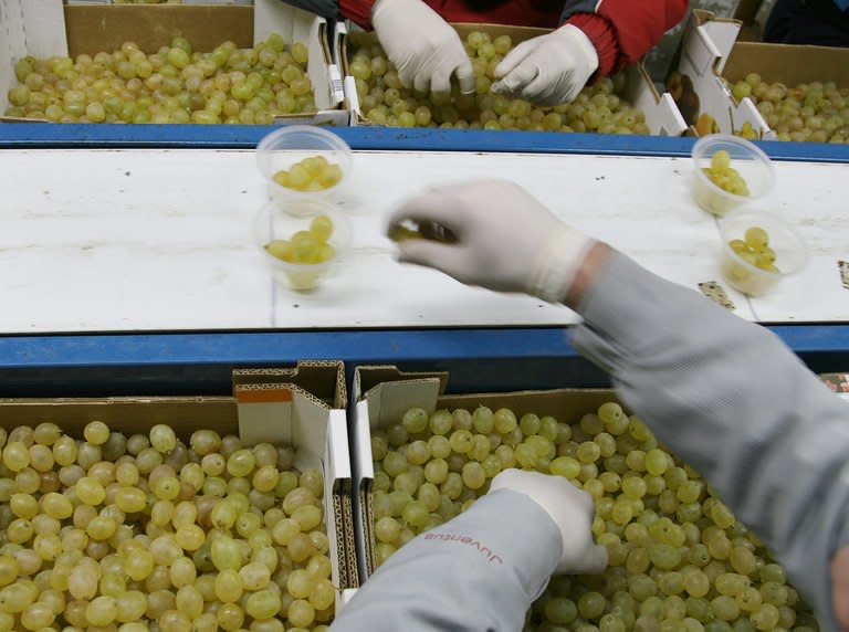 Vinalopo grapes being prepared at a vineyard in Novelda, eastern Spain for consumption on New Year's Eve. Spaniards gobble a dozen grapes before the stroke of midnight on New Year's Eve, each fruit representing a month that will either be sweet or sour