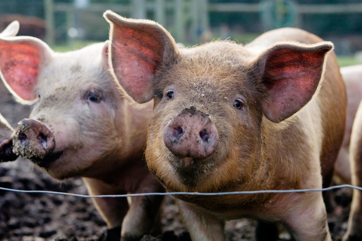 A stock image shows two pigs at a farm.