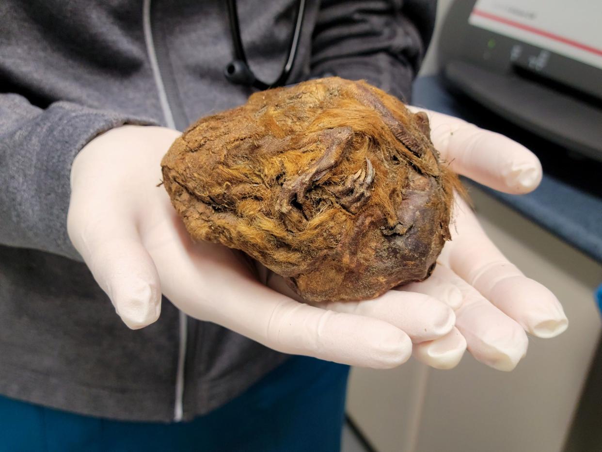 A person wearing surgical gloves holds a stiff ball of brown fur with one clawed paw.