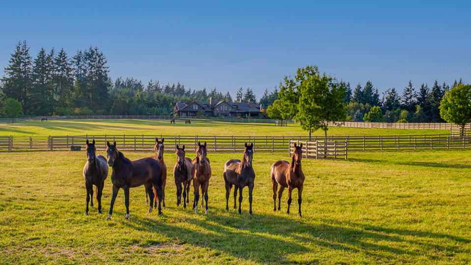 There are currently 90 horses on the property. - Credit: Photo: Justin Jones