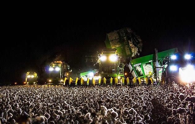 Music festival or cotton field? Can you tell the difference? Source: Twitter