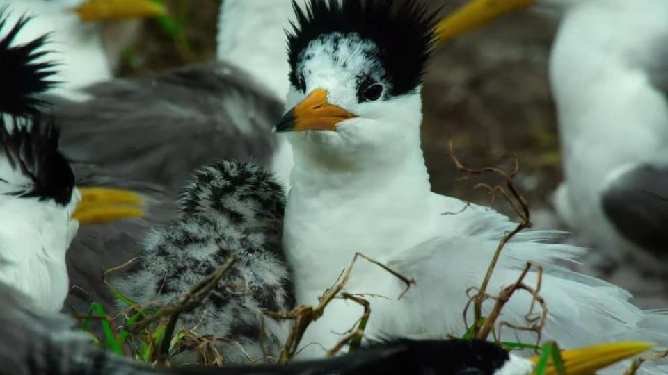 《尋找神話之鳥》記錄棲身在馬祖小島上的黑嘴端鳳頭燕鷗的生存處境。 （采昌國際多媒體提供）