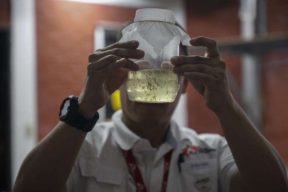 Edgard Boquín, a project leader working with Doctors Without Borders, holds a glass jar filled with mosquitoes before their release in neighborhoods rife with dengue, in a facility in Tegucigalpa, Honduras, Tuesday, Aug. 22, 2023. The mosquitoes come from eggs, produced in a World Mosquito Program bio factory to carry the bacteria Wolbachia, which interrupts the transmission of dengue. (AP Photo/Elmer Martinez)