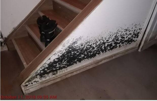 Black mould found in one rental house by city inspectors.