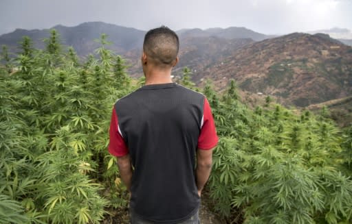 Morocco's traditional cannabis varieties are being smoked out by foreign hybrids offering higher yields and greater potency