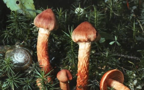 This pair of mushrooms, which are more common up north, are among the most poisonous mushrooms in the UK  - Credit: Alamy 