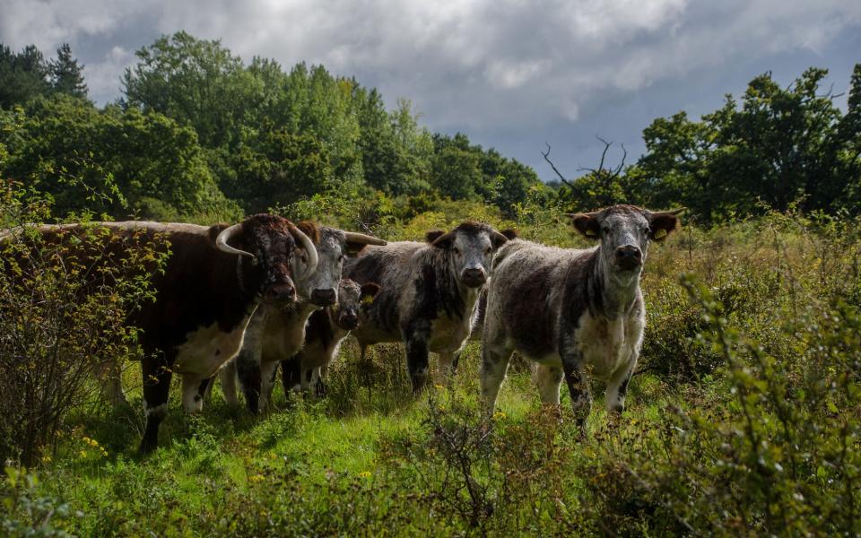  English longhorn cattle 