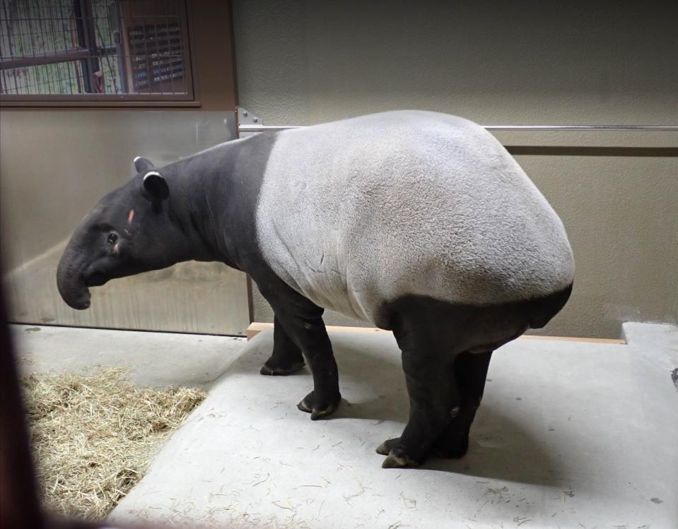 馬來貘「貘豆」進駐日本名古屋東山動植物園。北市動物園提供