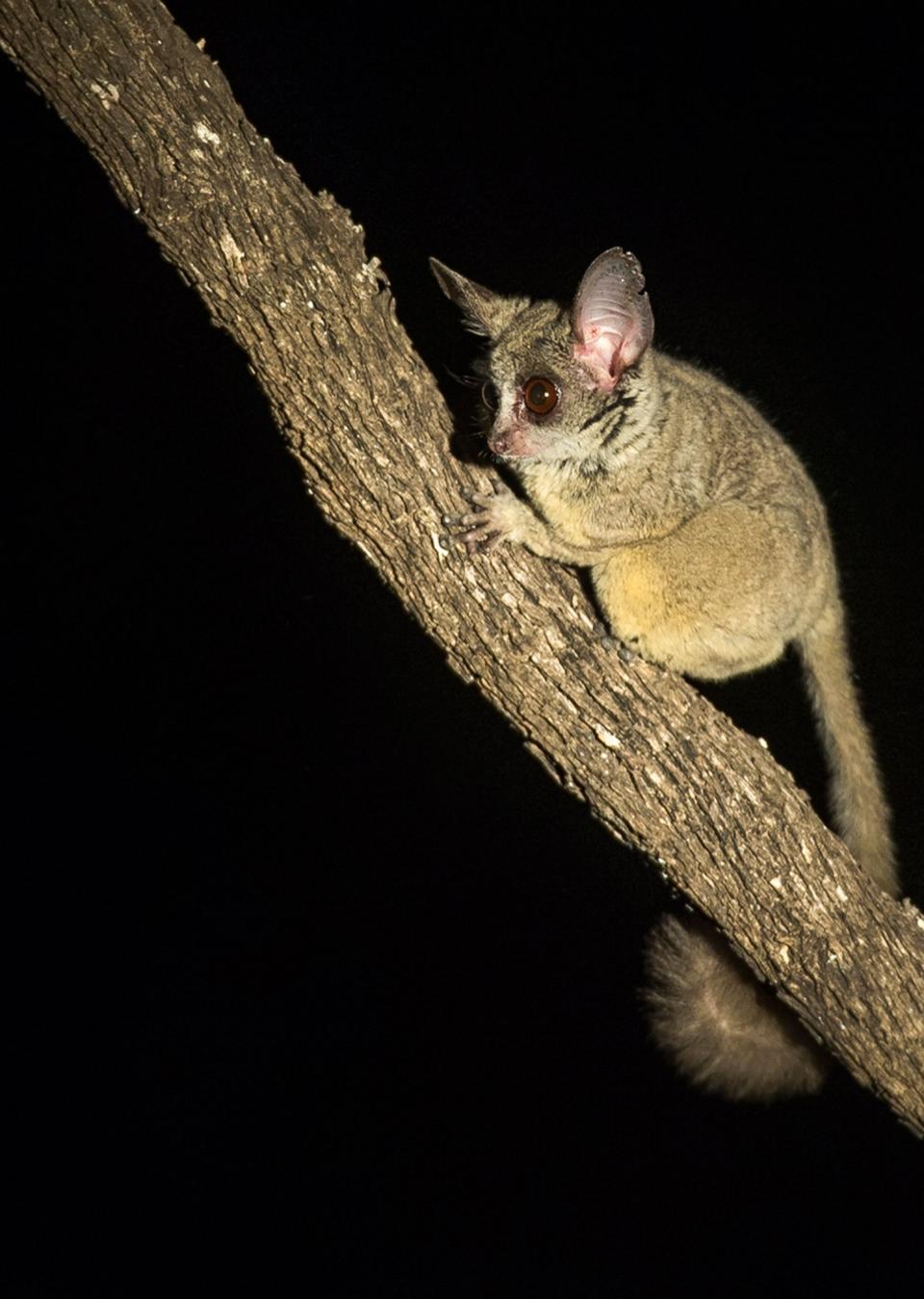 Midnight safari: Wild animals gather under a full moon