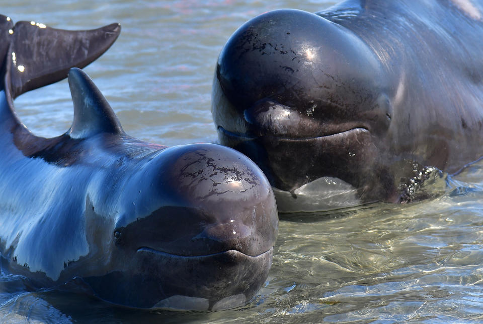 New Zealand whale stranding