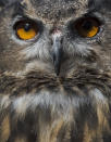 <p>Max an Eagle Owl is weighed during a photocall at the annual weigh-in at London Zoo in London, Britain, Aug. 24, 2016. Every animal that is in the zoo is weighed and measured and the statistics recorded so the data can be shared with zoos across the world. (Photo: HANNAH MCKAY/EPA) </p>