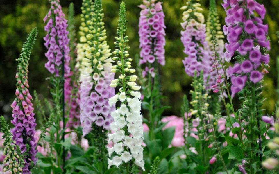 Digitalis 'Pink Panther' and Digitalis purpurea 'Snow Thimble'