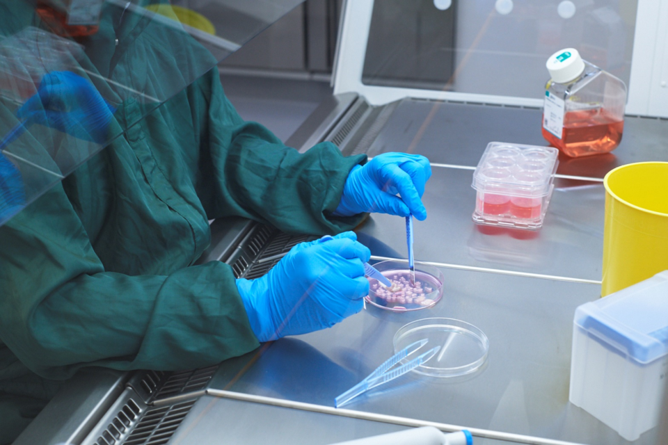 Photo of Cbio's cleanroom operator cutting tumor tissue for production of T-cell therapy