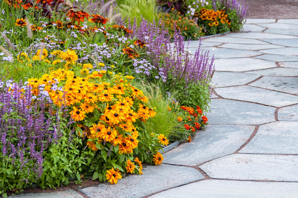 summer flower beds with Black-eyed Susan