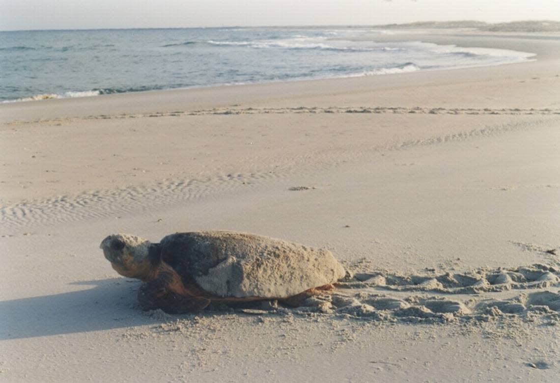 A female loggerhead crawls back to the ocean at Cape Lookout National Seashore. Two loggerheads already have nested on NC beaches this year.