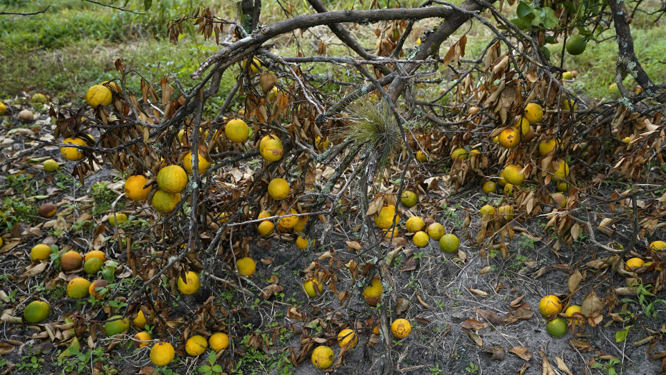 Orange trees branches and the fruit rots on the ground Wednesday, Oct. 12, 2022, at Roy Petteway's Citrus and Cattle Farm in Zolfo Springs, Fla., after they were knocked down from the effects of Hurricane Ian (AP Photo/Chris O'Meara)