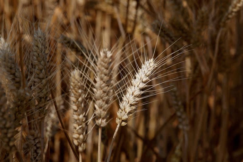 FILE PHOTO: China's food security dream faces land, soil and water woes