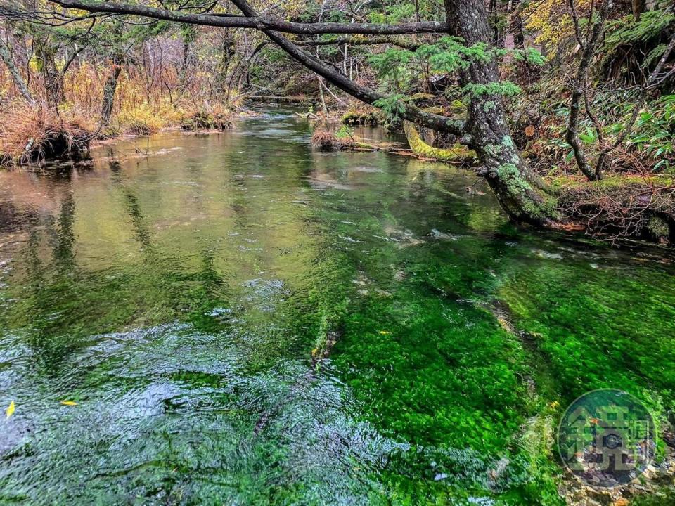 位在「河童橋」附近的清水川，水質透淨，水中綠藻清晰可見。