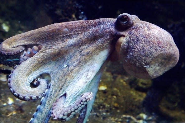 An octopus swims at the Ocearium in Le Croisic, western France, on December 6, 2016. (Photo by LOIC VENANCE / AFP)        (Photo credit should read LOIC VENANCE/AFP/Getty Images)