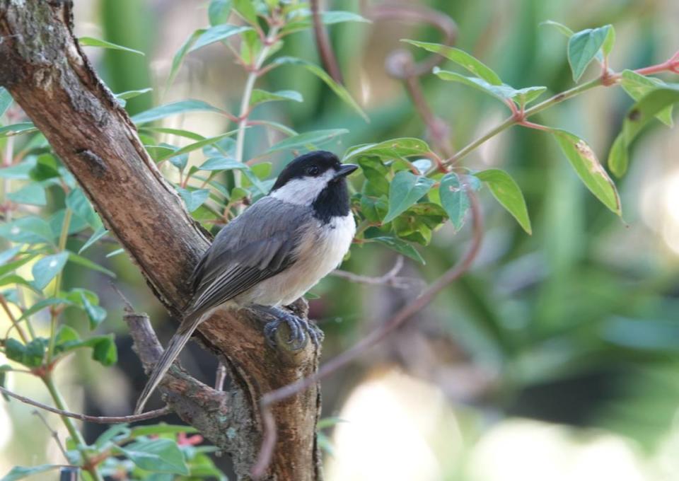 A Carolina chickadee perches on a tree. The bird was a rare sighting in the Bradenton area during the National Audubon Society’s 124th Christmas Bird Count in December 2023.