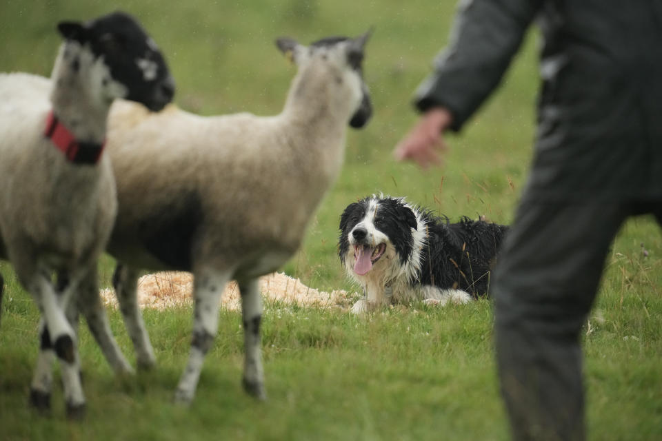 <p>ASHBOURNE, UNITED KINGDOM- JULY 30: Sheepdog Roy puts his skills to the test in the 2021 English National Sheep Dog Trials at Blore Pastures, near Dovedale, in the Peak District on July 30, 2021 in Ashbourne, United Kingdom. Top handlers and dogs from across England are taking part in the historic trial after last years event was cancelled due to the pandemic. (Photo by Christopher Furlong/Getty Images)</p>
