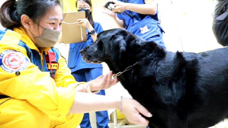 中市搜救犬赴土耳其救災返國　中興大學USR獸醫協助健檢