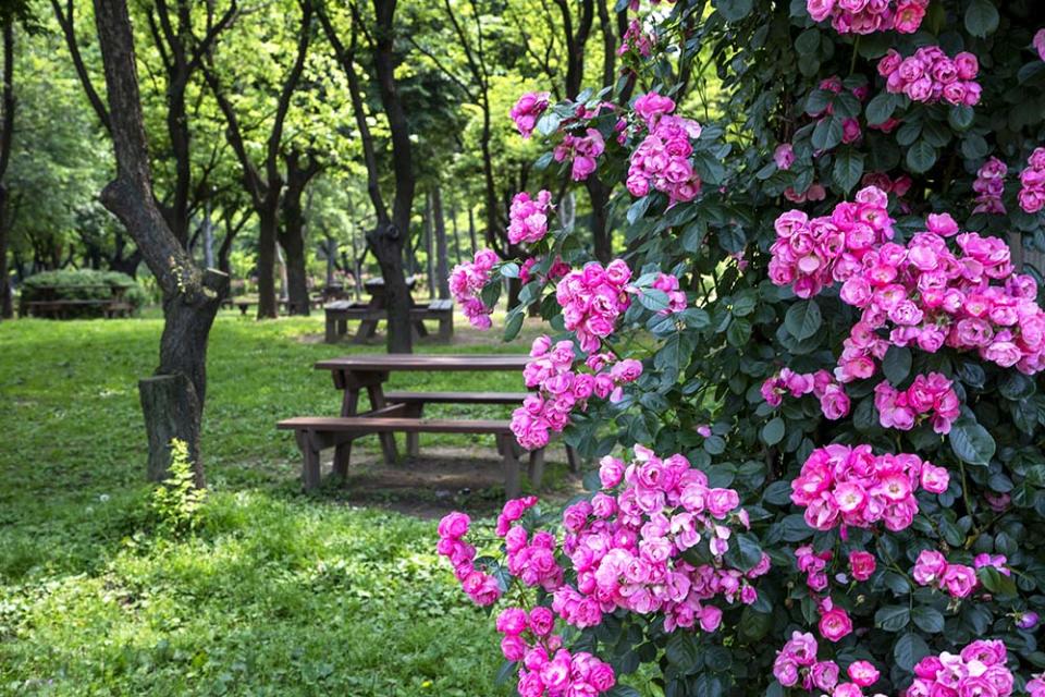 首爾大公園（Image Source : Getty Creative/iStockphoto）