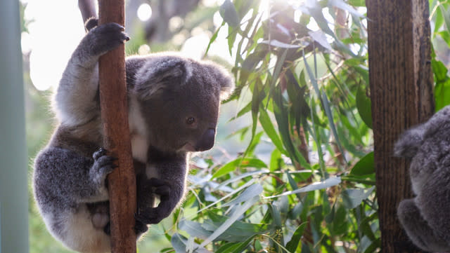 Hand-raised koala joey relocated to new habitat at Australian Zoo