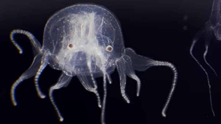  A juvenile box jellyfish of the newfound species has a transparent and colorless body, as well as 12 tentacles ending in small, paddle-like structures. 