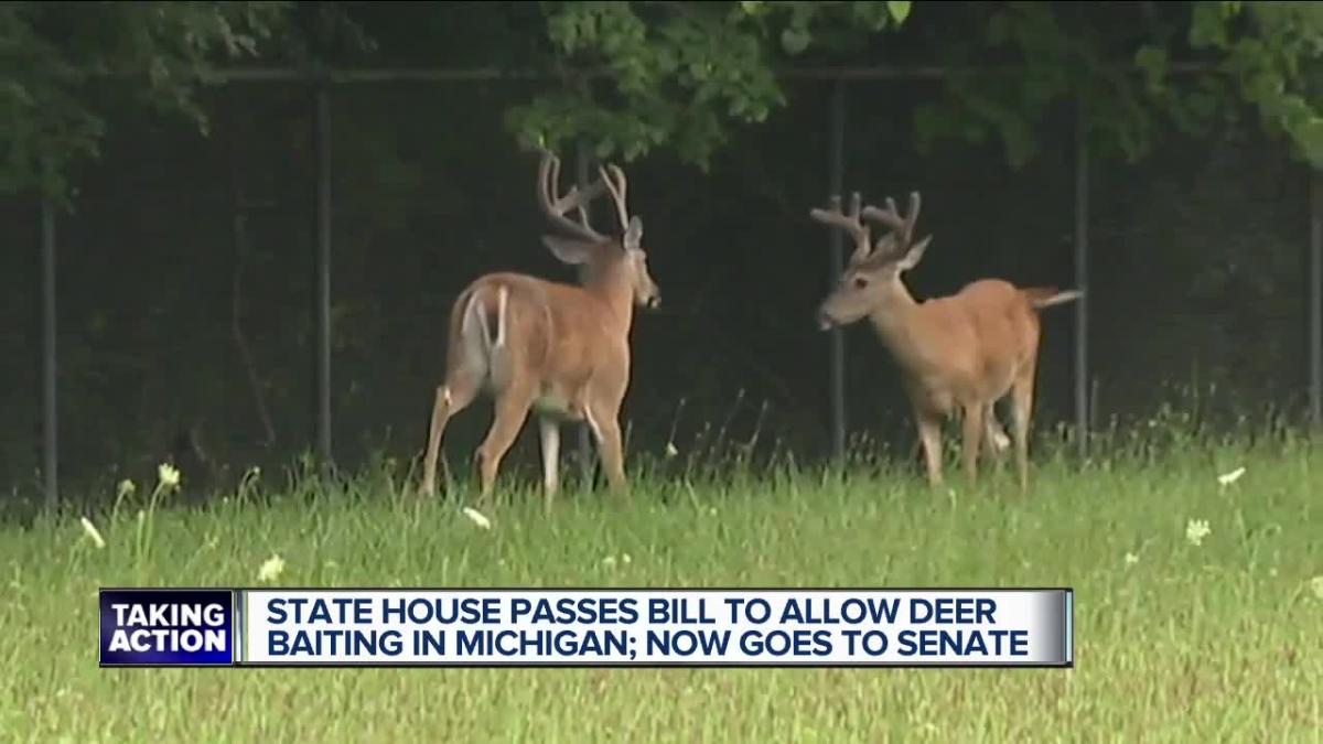 Michigan House approves bill to lift ban on deer baiting, legislation