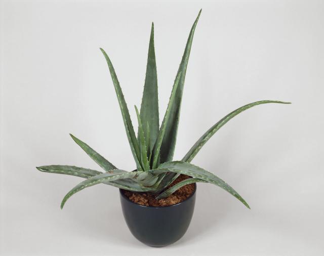 Aloe Vera  Star Nursery Garden and Rock Centers